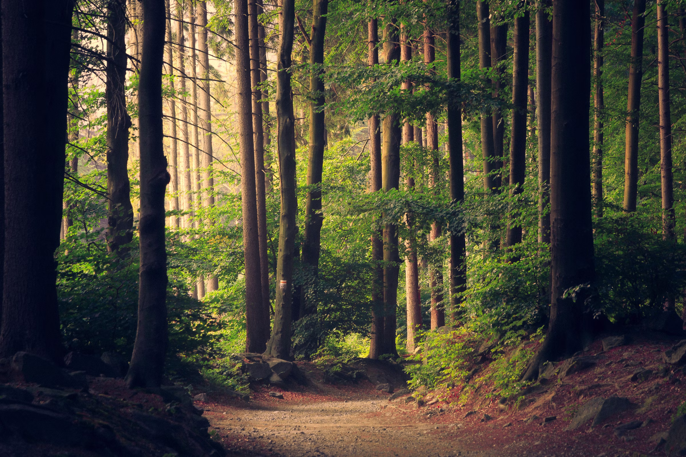 Temperate rainforest in British Columbia